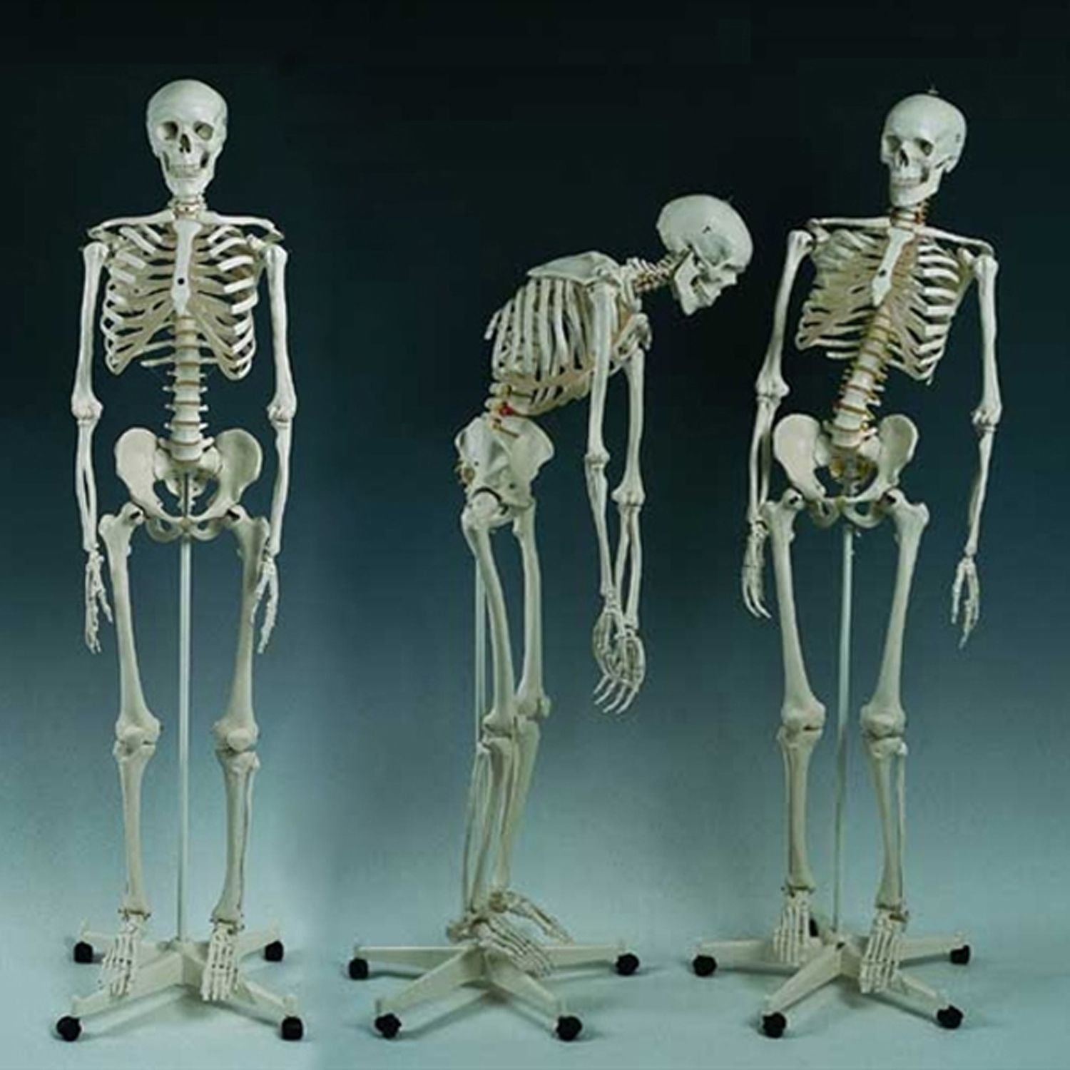 Skeleton - Male