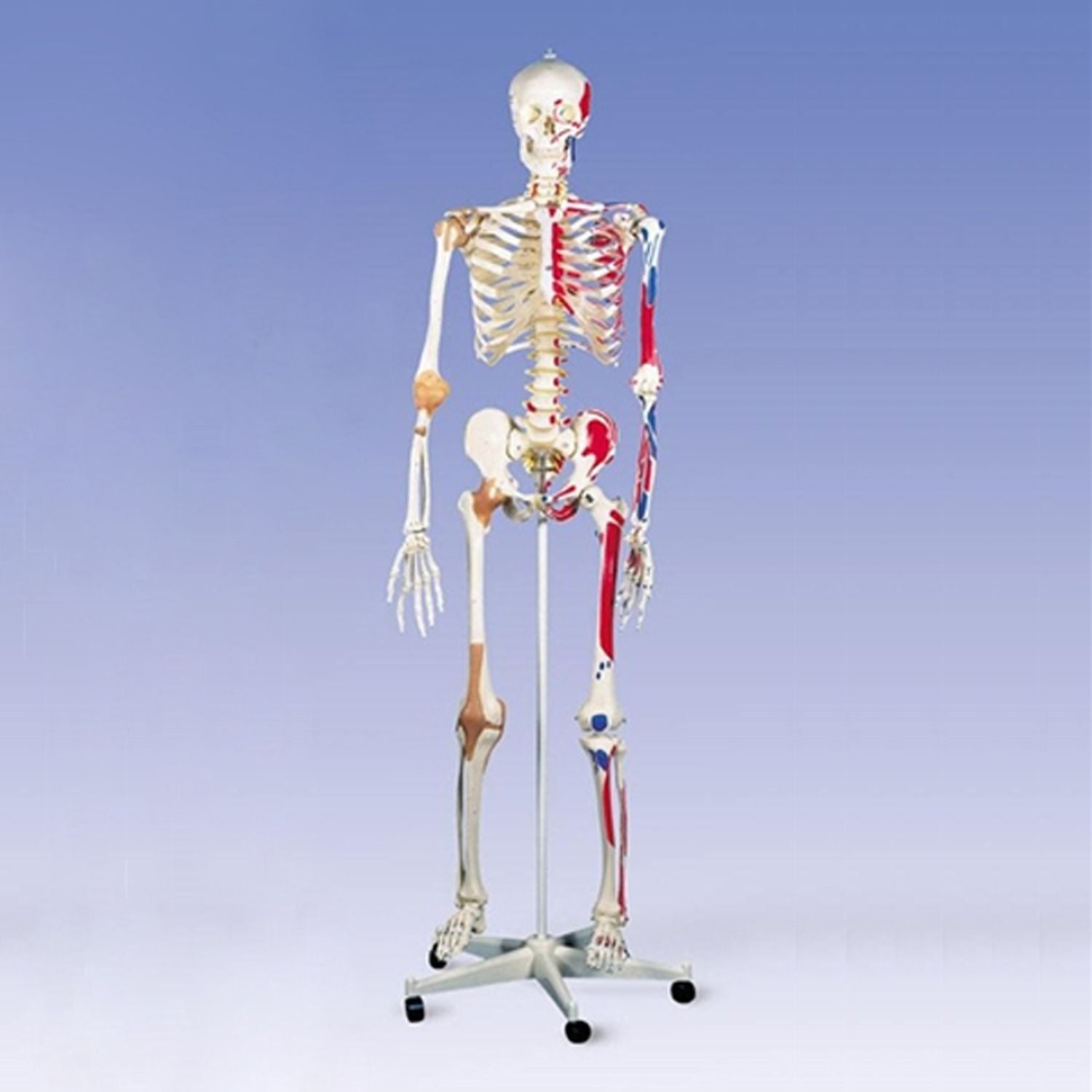 Skeleton - Special Model