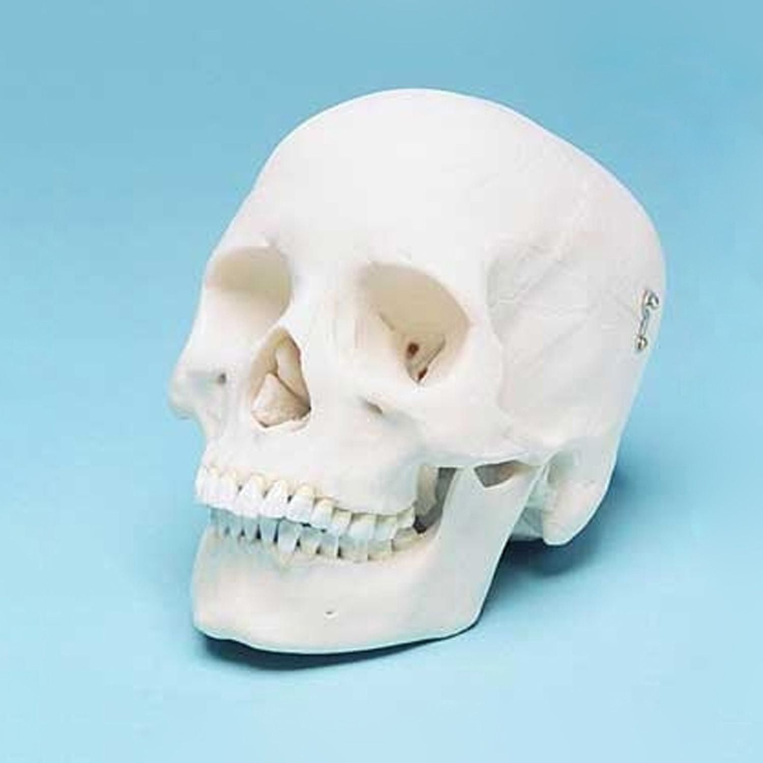 3 Part Medical Adult Skull