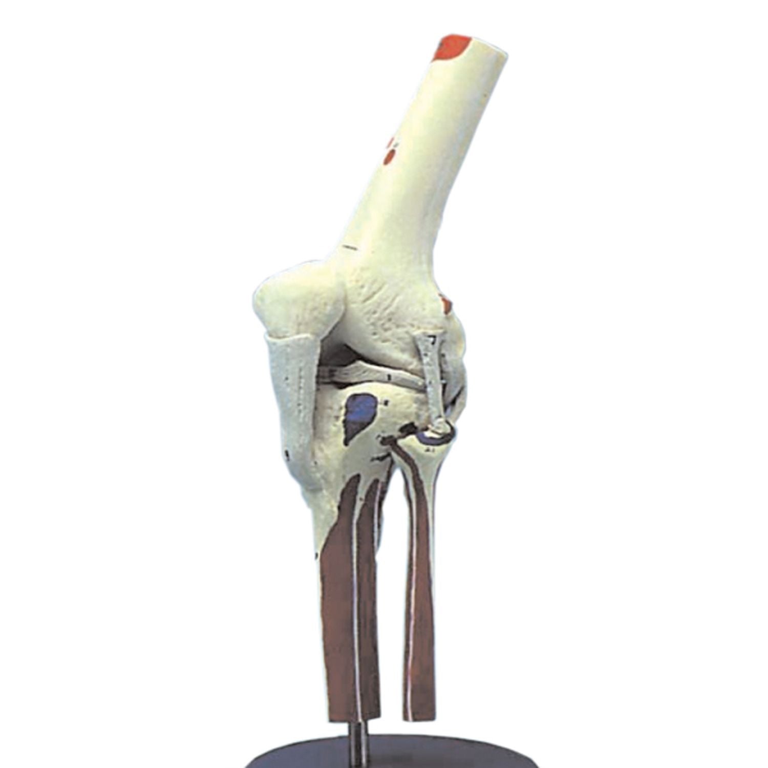 Knee Joint - Painted Ligamented