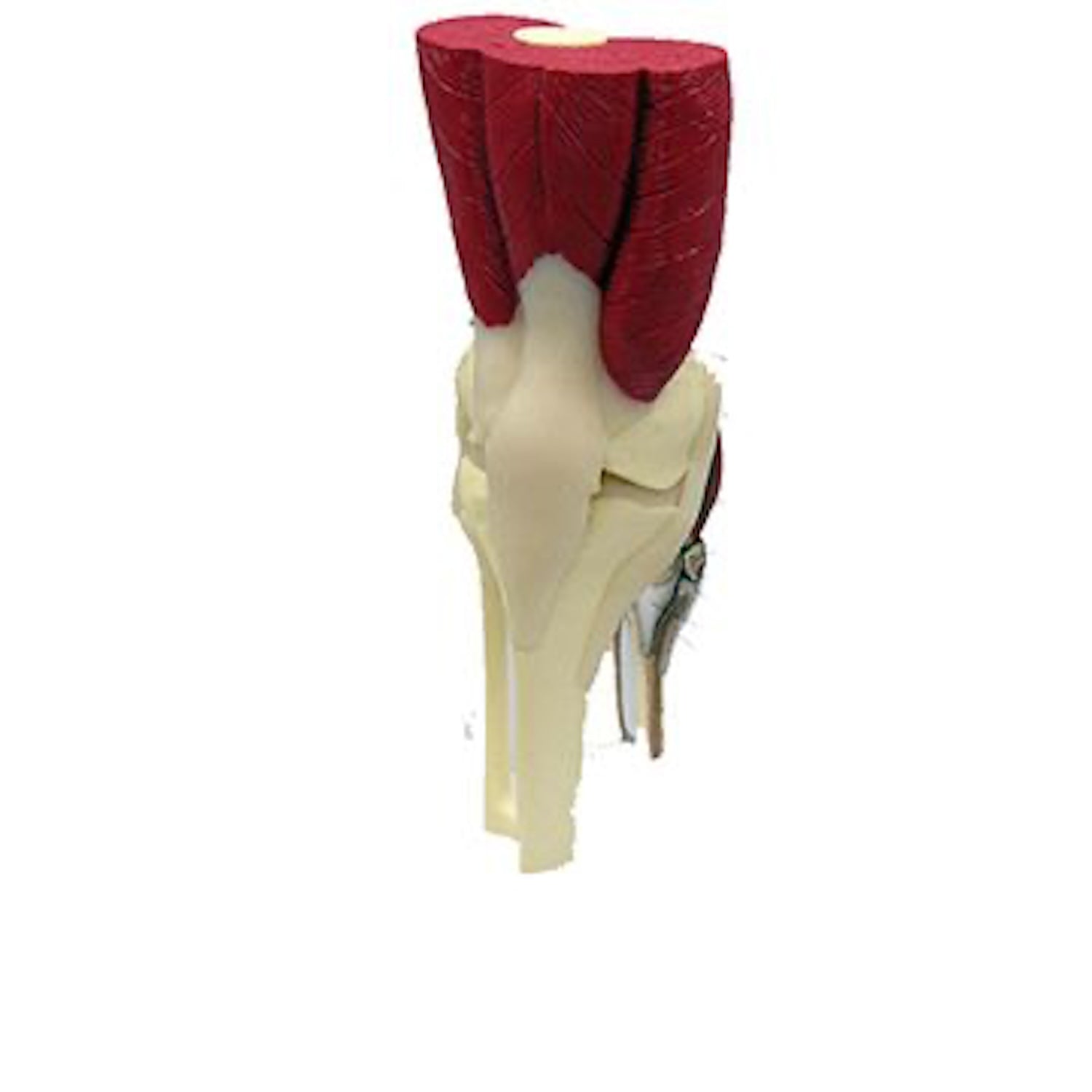 Knee Joint - Budget Full Size Model