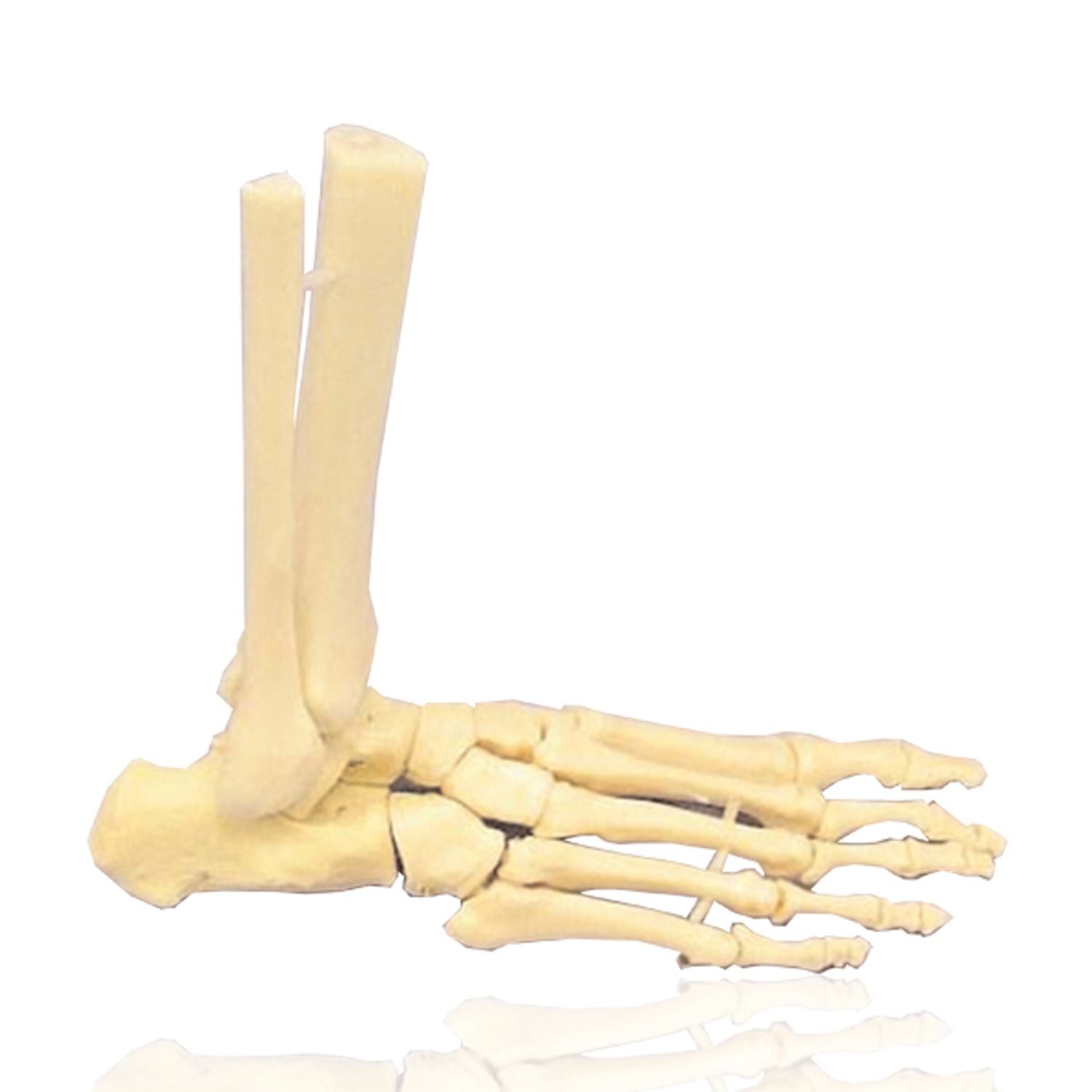 Ankle Joint Model - Movable