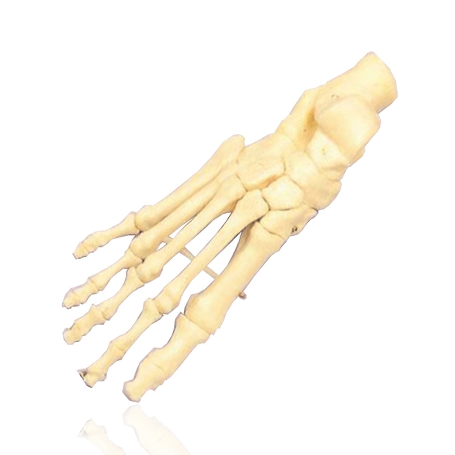 Foot Model - Articulated