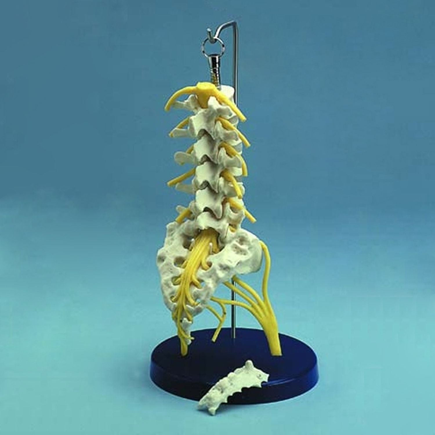 Flexible Lumbar Spine Model