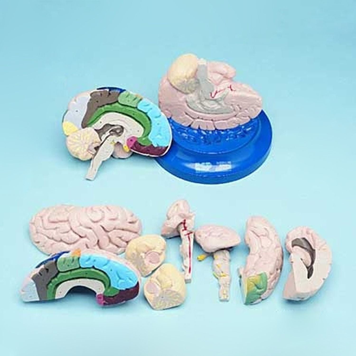 Brain Anatomical Model - 2 Part (Life Size)