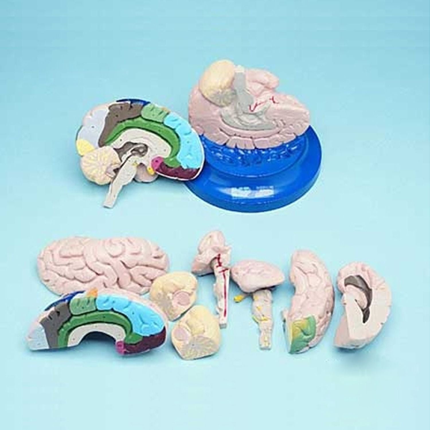 Brain Anatomical Model - 8 Part (Life Size)